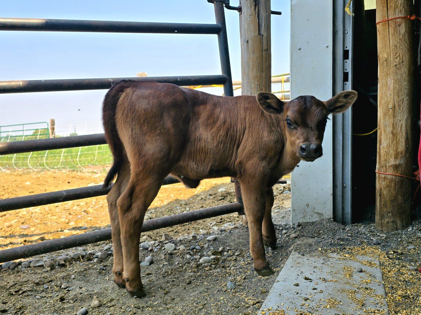 Angus Cross Bottle Heifer