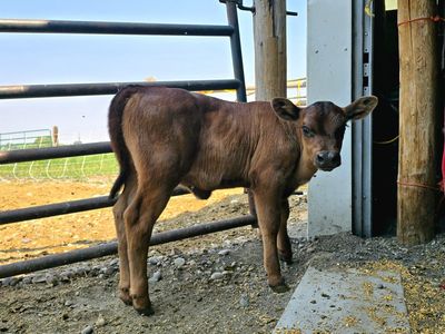 Angus Cross Bottle Heifer