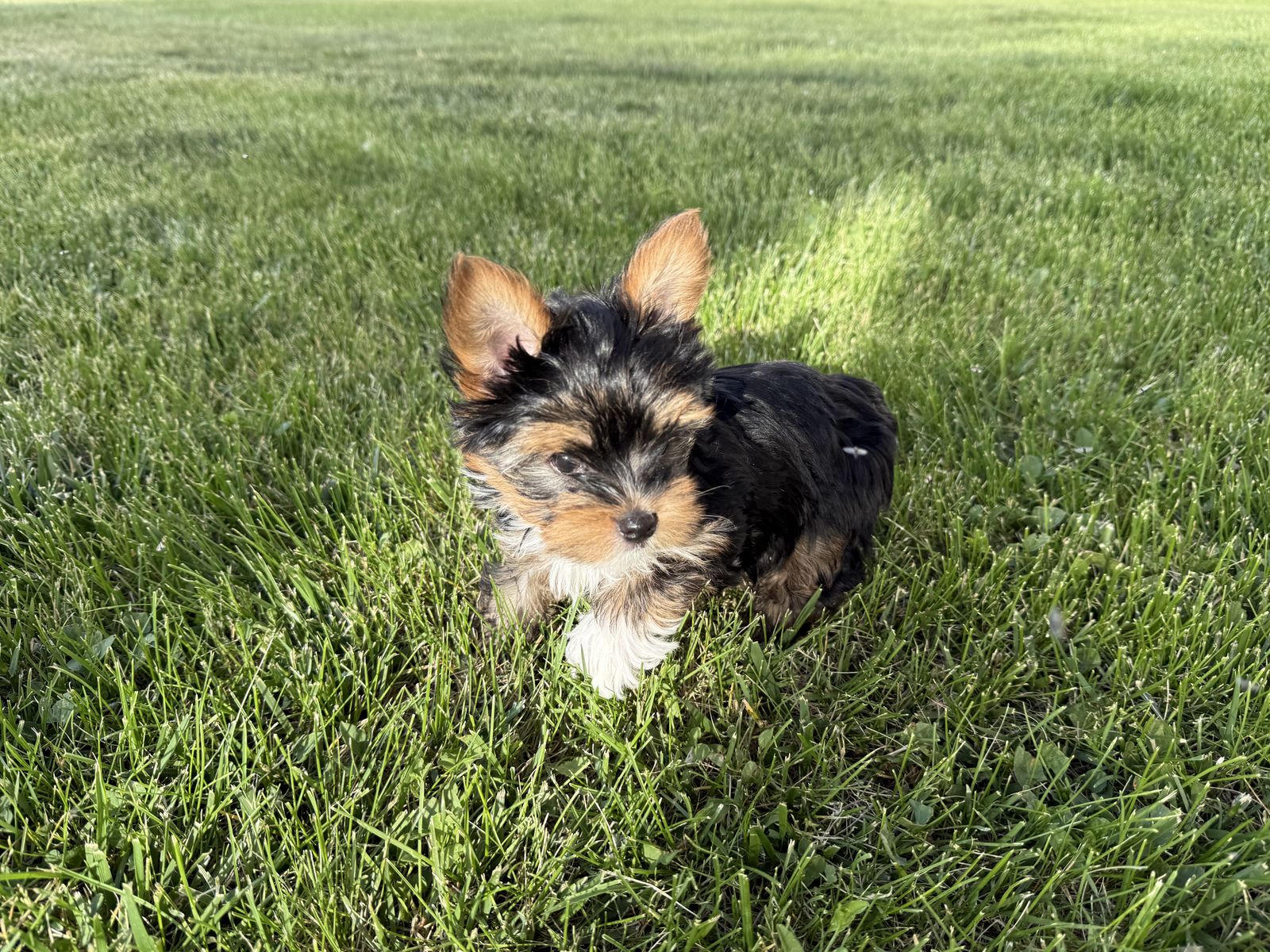Teacup Yorkie Puppies Pure bred Parti Pups