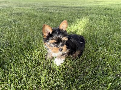 Teacup Yorkie Puppies Pure bred Parti Pups