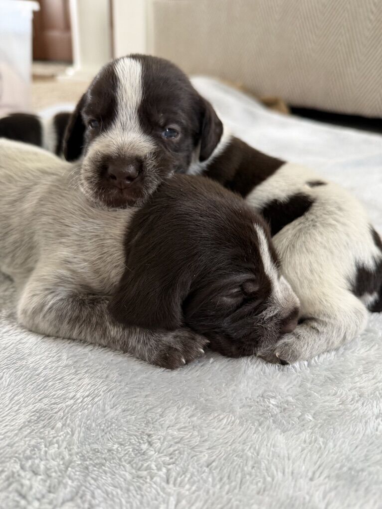 German Wirehaired Pointer Litter