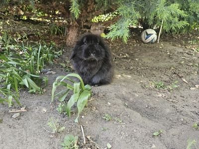 Lionhead Lop Bunny