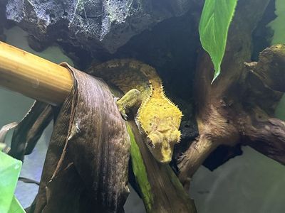 Crested Gecko Terrarium Setup with Live Plants and Gecko