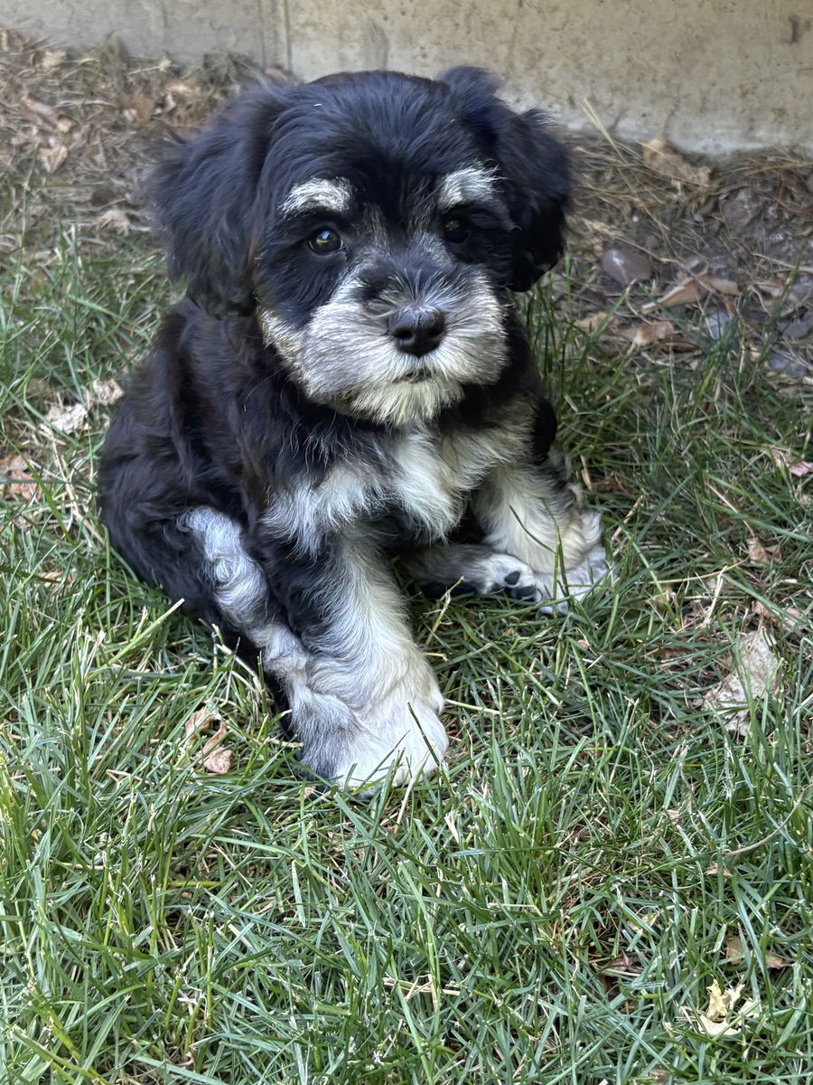 AKC Mini Schnauzer Puppies – Family Raised & Exceptional Temperament