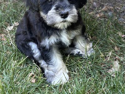 AKC Mini Schnauzer Puppies – Family Raised & Exceptional Temperament