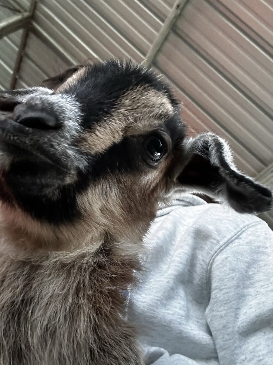 21 goats(Nubian/Nigerian/boar)