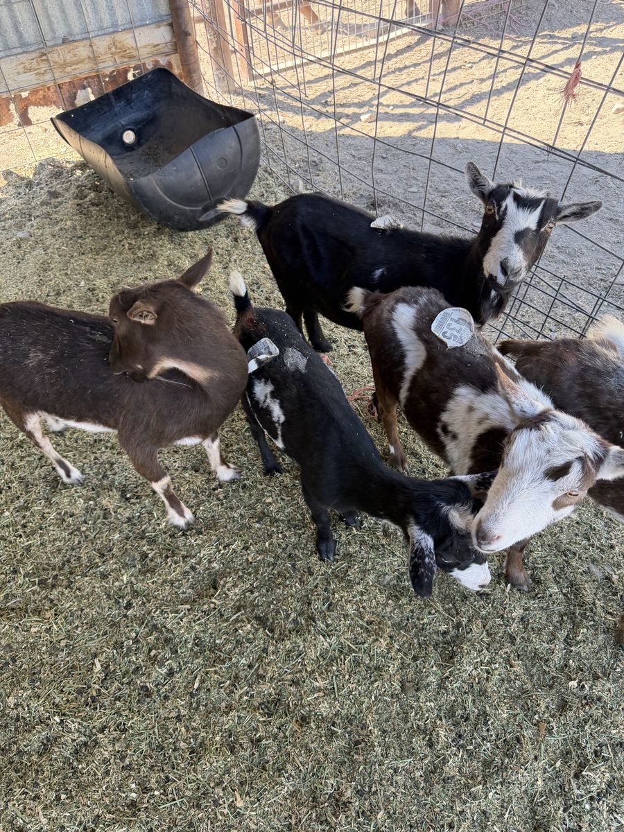 Female Goats