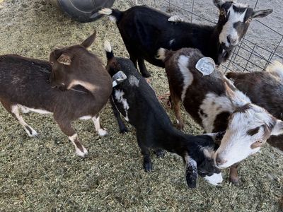 Female Goats