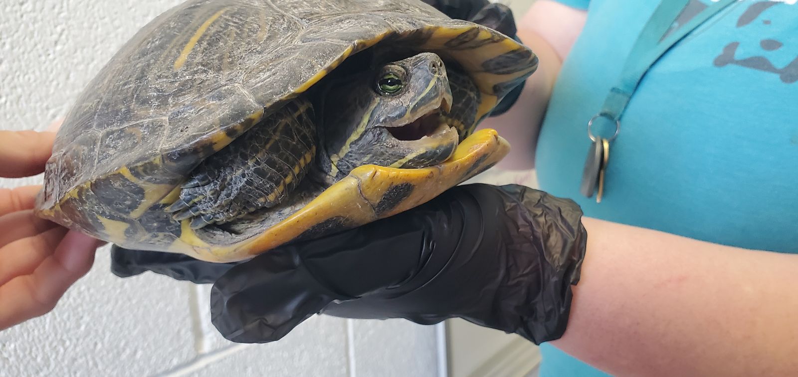 A162288 Flubber is Available for Adoption!