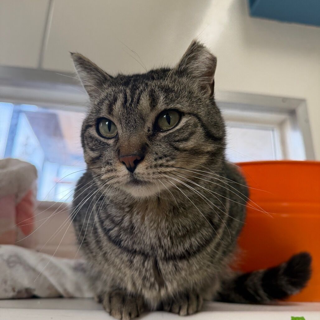 Hello my name is Tundra