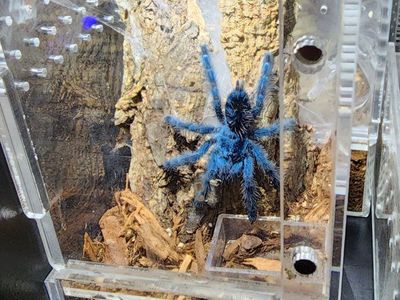 Tarantulas for sale! from slings to adults!