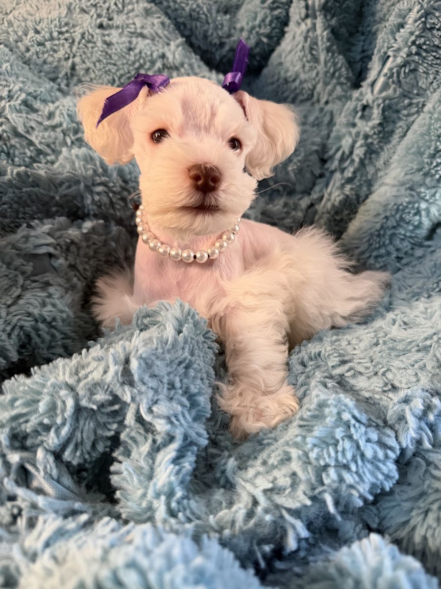 HAPPY MOTHERS DAY ! TINY RARE PUREBRED TOY / TEACUP SCHNAUZER PUPPY w/ BLUE EYES, & MEGA FUR COAT $1800
