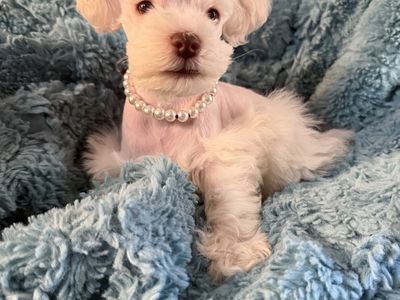 HAPPY MOTHERS DAY ! TINY RARE PUREBRED TOY / TEACUP SCHNAUZER PUPPY w/ BLUE EYES, & MEGA FUR COAT $1800
