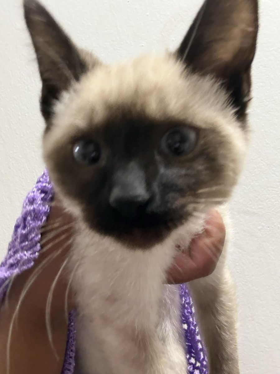 White and black kittens for sale