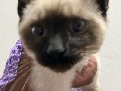 White and black kittens for sale