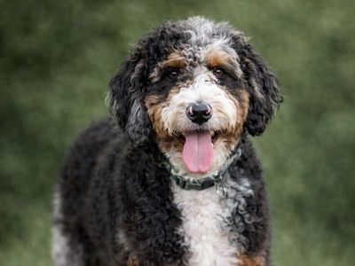 Bernedoodle Stud- Tri-Color Phantom Merle Carrier