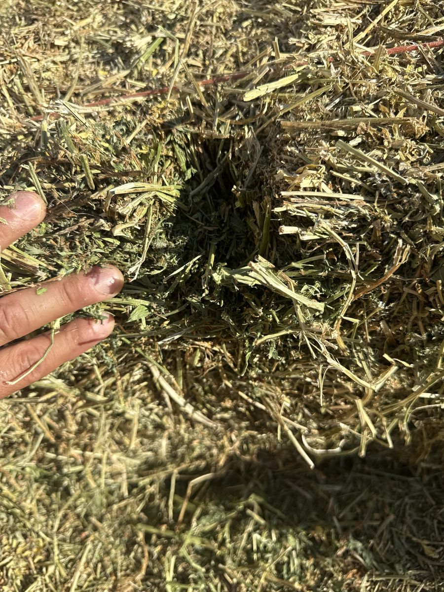 Premium Alfalfa Hay - Freshly Baled for Livestock Feed, High-Quality Forage