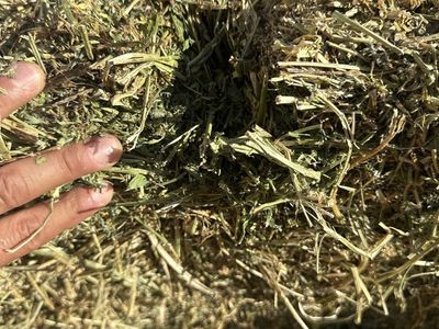 Premium Alfalfa Hay - Freshly Baled for Livestock Feed, High-Quality Forage