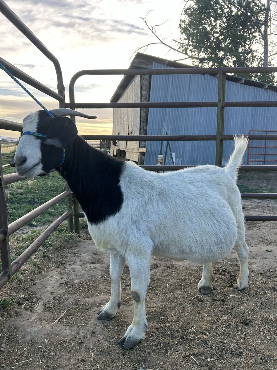 Boer goat