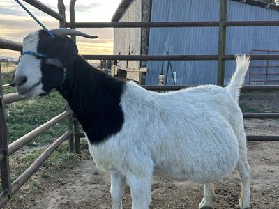 Boer goat