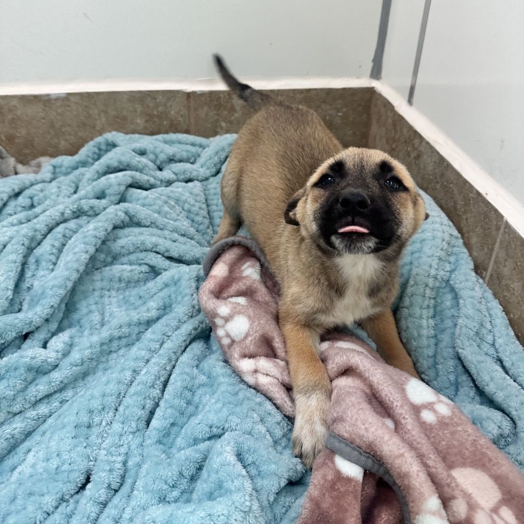 Hello my name is Onigiri