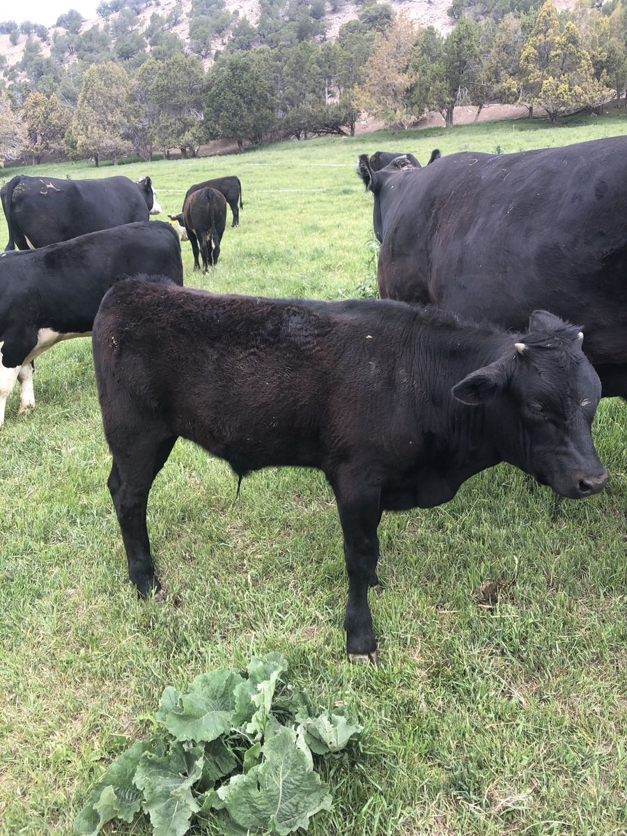 F1 angus wagyu steer