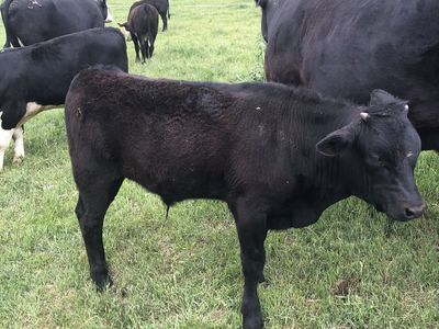 F1 angus wagyu steer