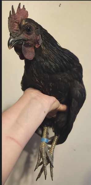Zombie Deathlayer Rooster with dark straight comb