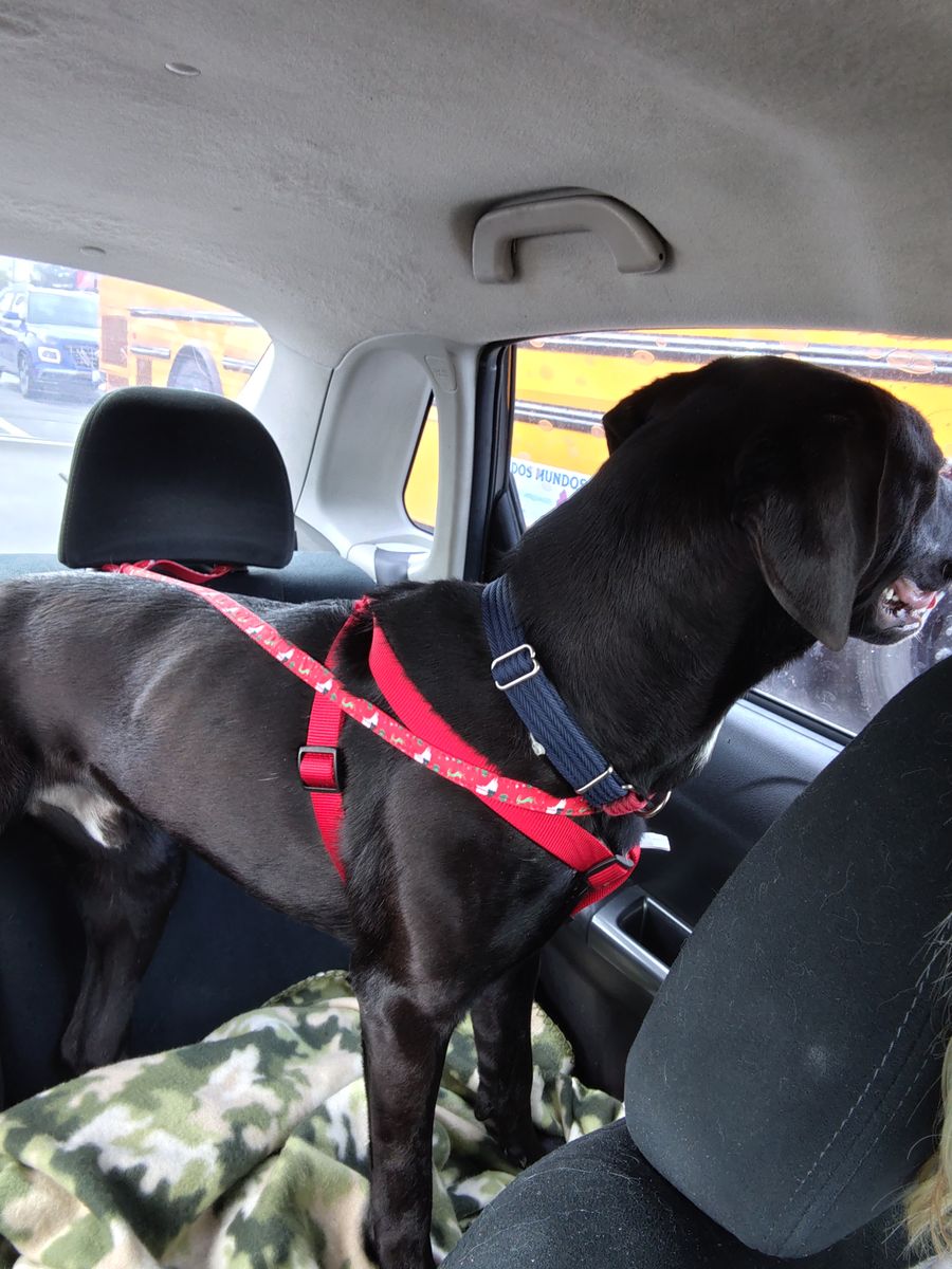 Rehoming 2 year old Labrador retriever