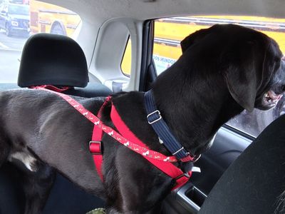Rehoming 2 year old Labrador retriever