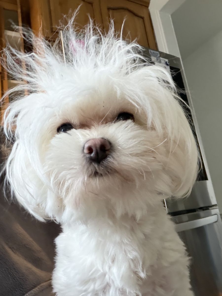 Year old female maltipoo 950 OBO