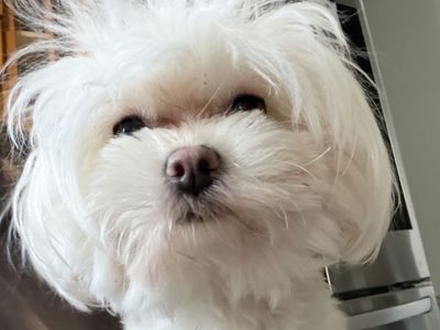 Year old female maltipoo 950 OBO