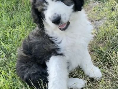 Aussiedoodle Standard Boy Puppy. Marble-colored. Adorable fluffball!