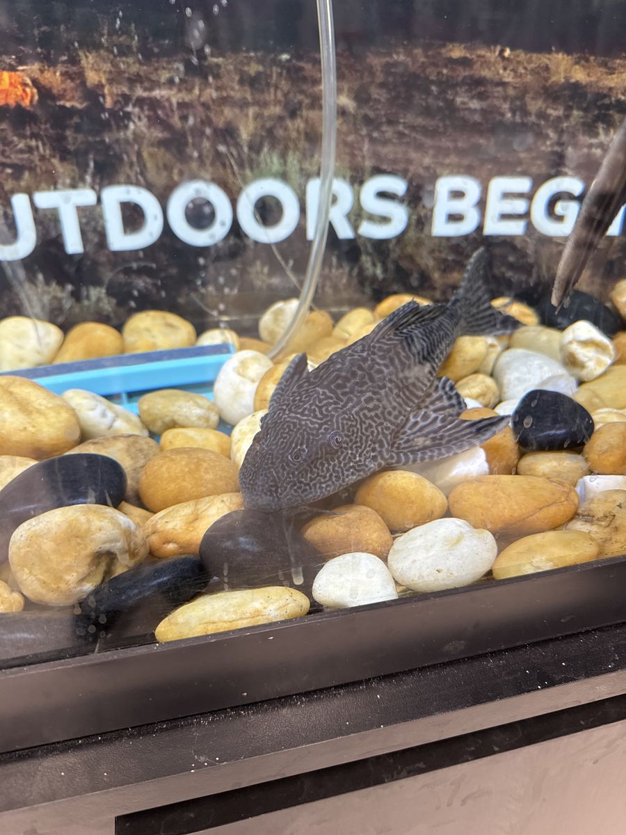Large pleco
