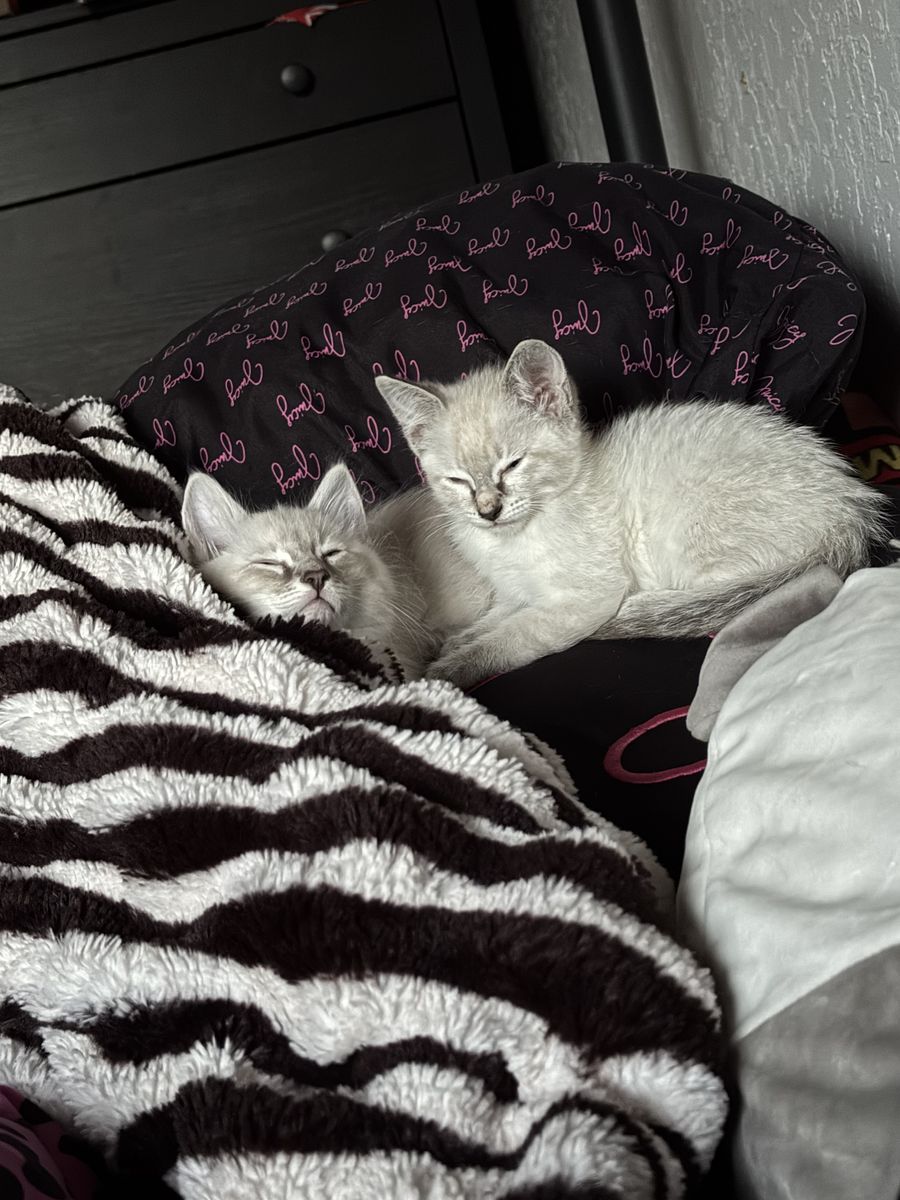 Siamese Ragdoll kitten