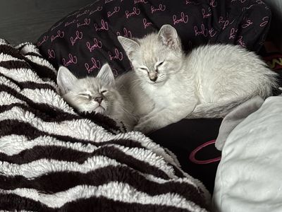 Siamese Ragdoll kitten