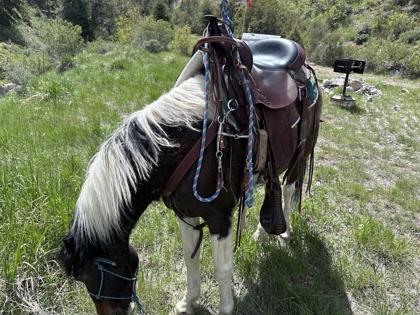 Grade Paint Pony