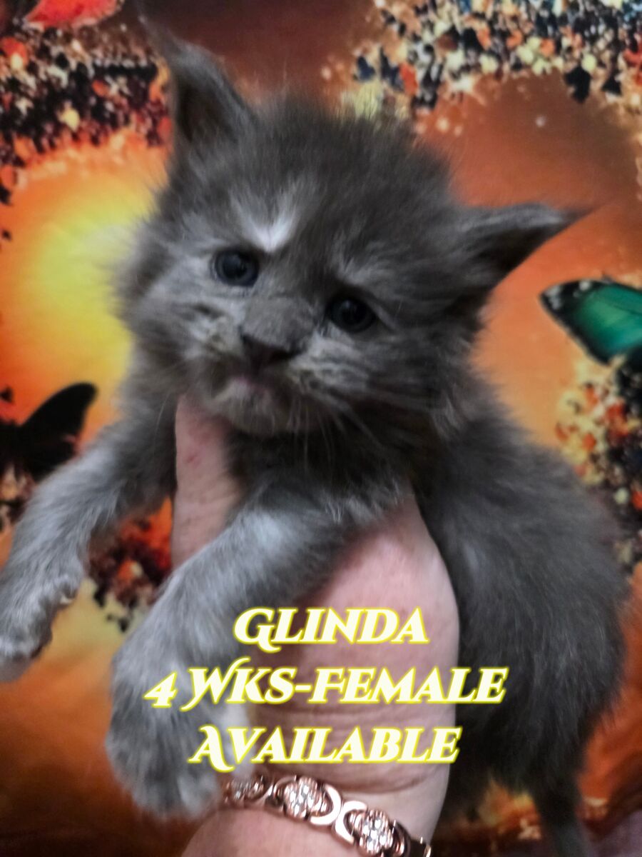 ️️ European Maine Coon Kittens ️️