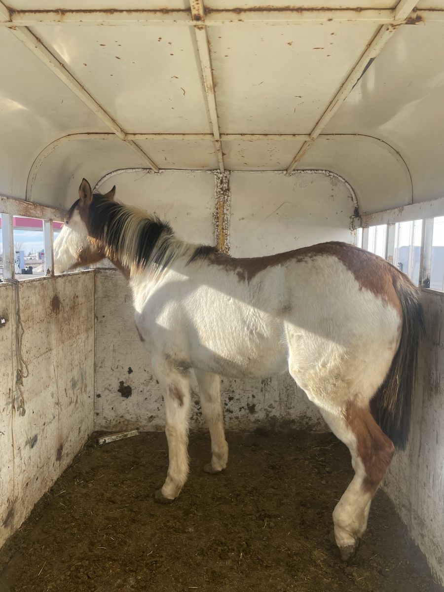 Grade Paint Yearling