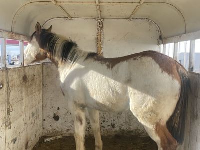 Grade Paint Yearling
