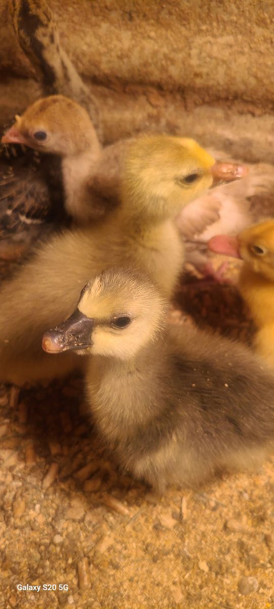 Goslings/Geese
