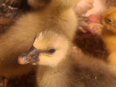 Goslings/Geese