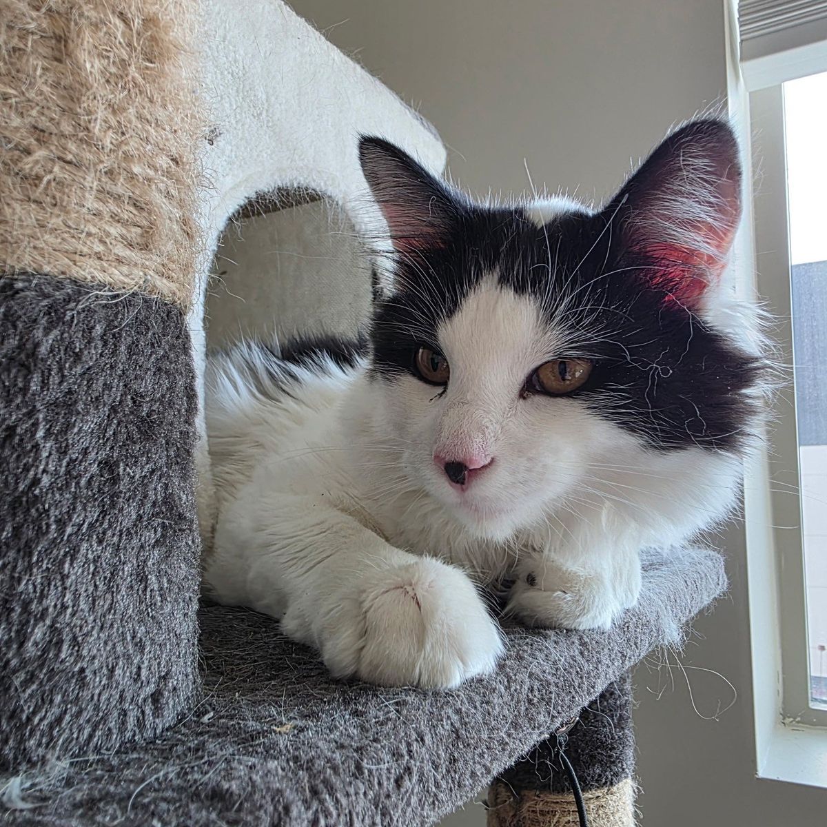 kitten looking for a good home