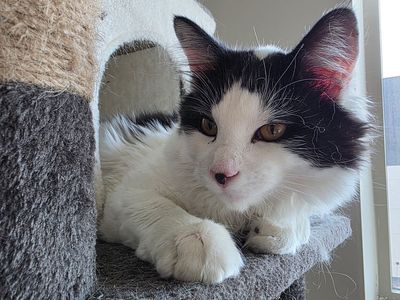 kitten looking for a good home