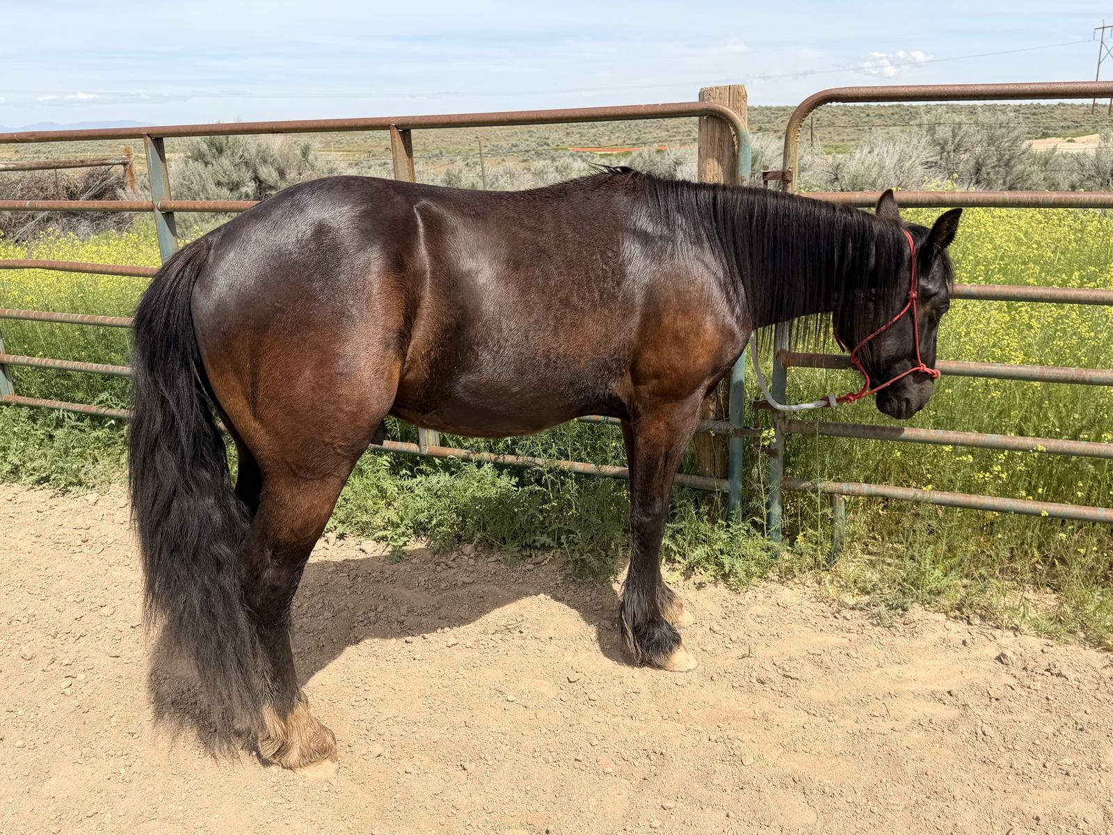 Gypsy Vanner/ Quarter Horse gelding
