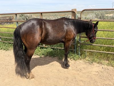 Gypsy Vanner/ Quarter Horse gelding