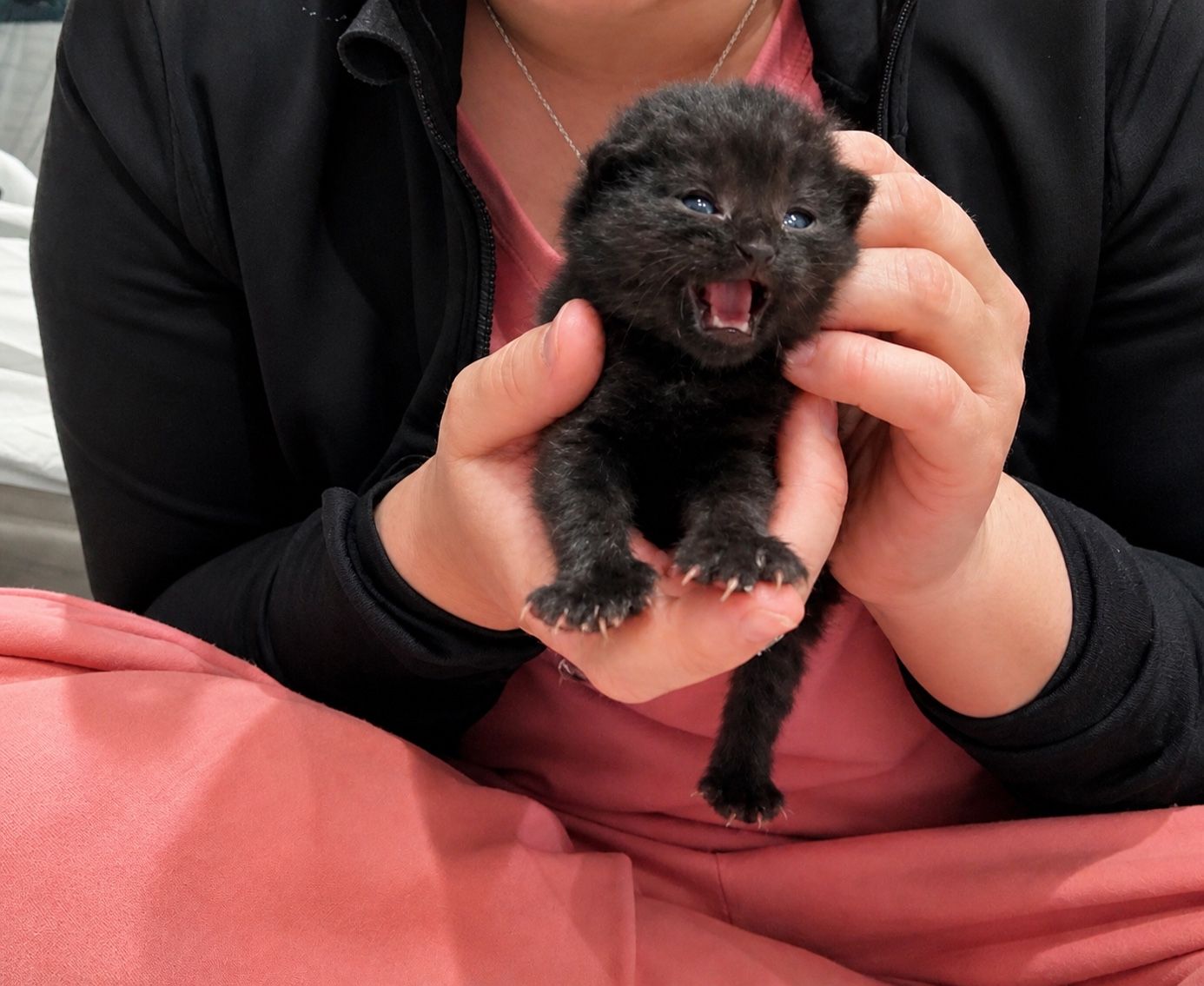 Newborn Female Kitten (Bottle Baby)