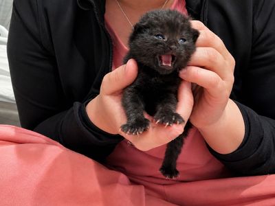 Newborn Female Kitten (Bottle Baby)