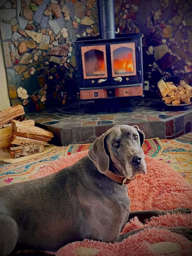Great Dane up For Adoption