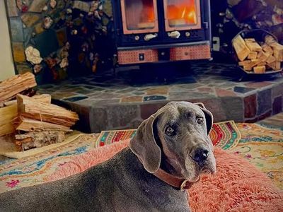 Great Dane up For Adoption
